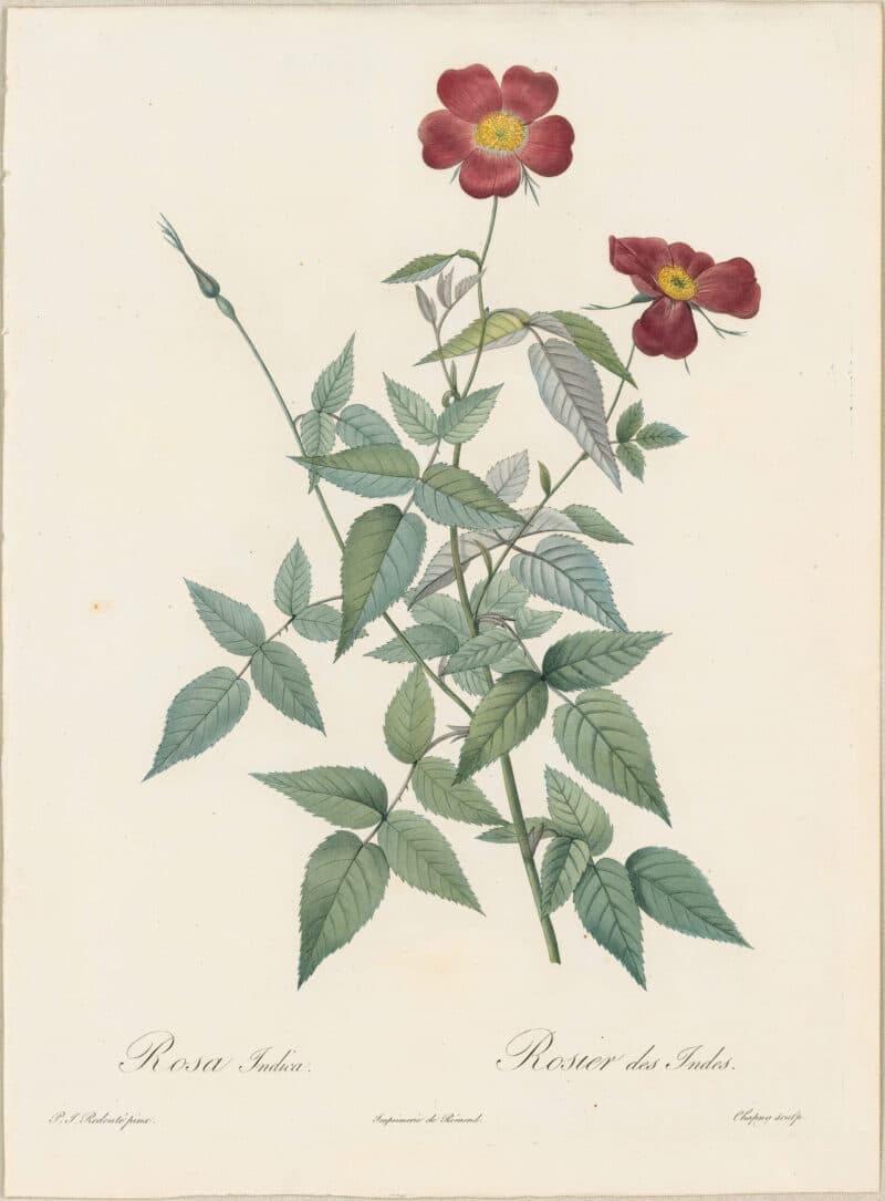 Redouté Roses Pl. 13, Monthly Rose