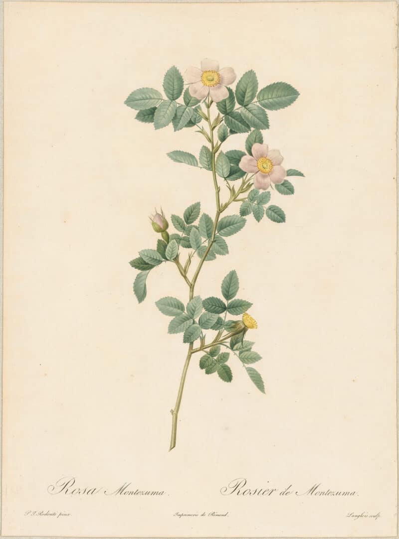 Redouté Roses Pl. 16, Montezuma Rose