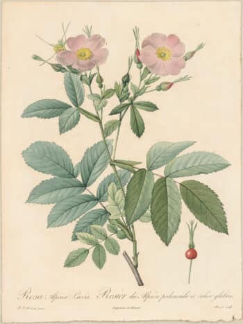 Redouté Roses Pl. 18, Hudson Bay Rose