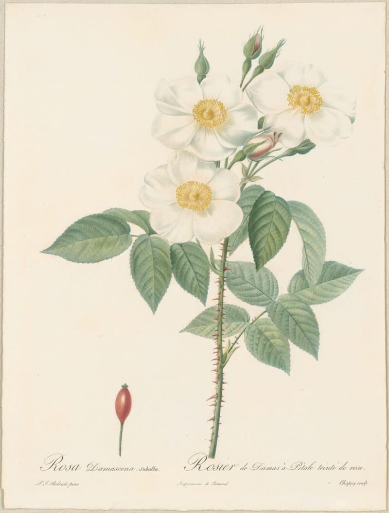 Redouté Roses Pl. 20, Blush Gallica