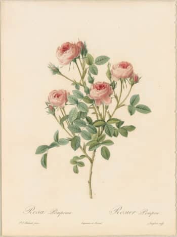 Redouté Roses Pl. 21, Mos Rose "De Meaux"