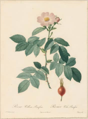 Redouté Roses Pl. 22, Apple Rose