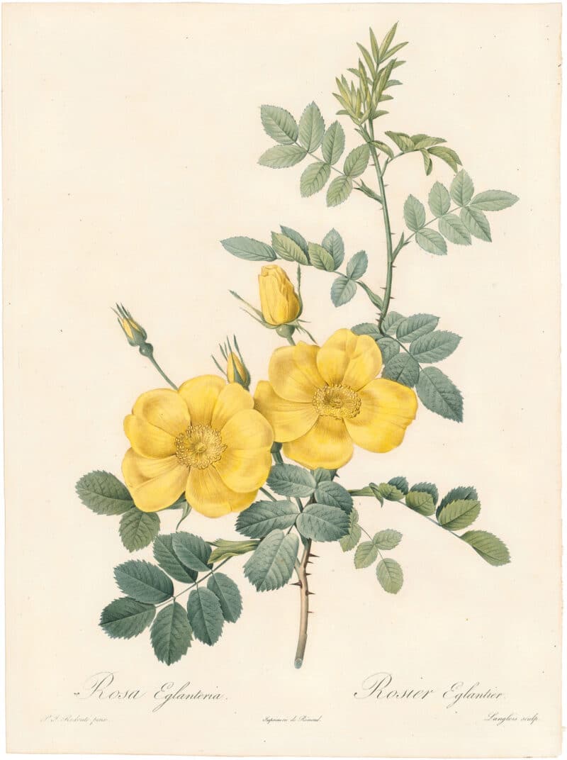 Redouté Roses Pl. 23, Austrian Yellow Rose