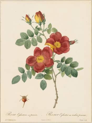 Redouté Roses Pl. 24, Austrian Copper Rose