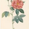 Redouté Roses Pl. 25, Apothecary's Rose
