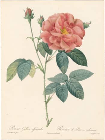 Redouté Roses Pl. 25, Apothecary's Rose