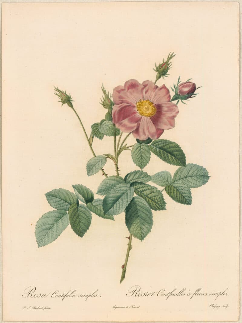 Redouté Roses Pl. 26, Single Cabbage Rose