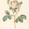 Redouté Roses Pl. 27, Variety of Cabbage Rose