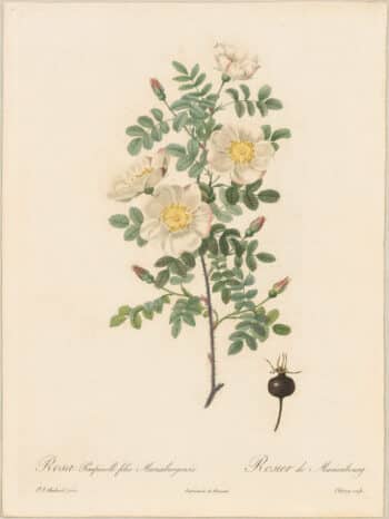 Redouté Roses Pl. 29, Burnet Rose of Marienburg