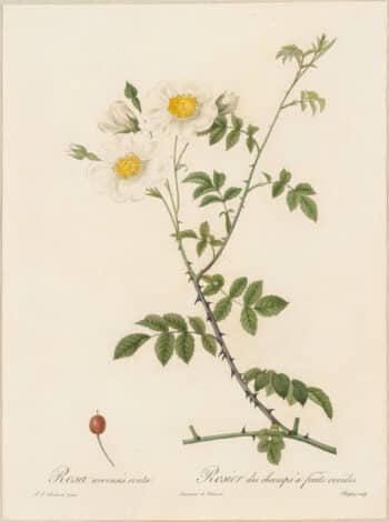 Redouté Roses Pl. 32, Field Rose