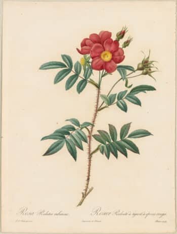 Redouté Roses Pl. 39, Redoute Rose with red stems and prickles