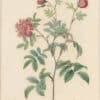 Redouté Roses Pl. 40, Double May Rose