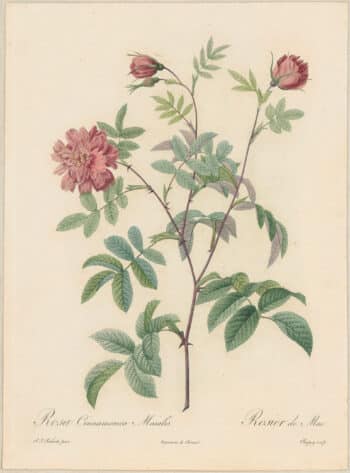 Redouté Roses Pl. 40, Double May Rose