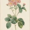 Redouté Roses Pl. 44, Carnation petalled variety of Cabbage Rose