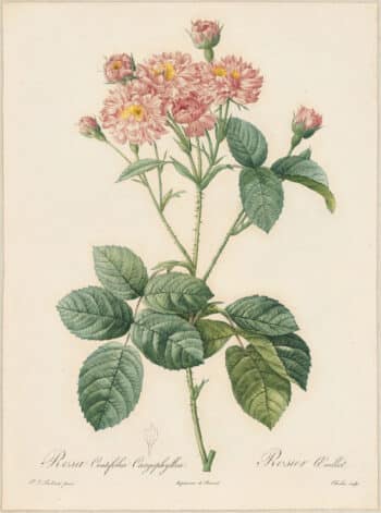 Redouté Roses Pl. 44, Carnation petalled variety of Cabbage Rose