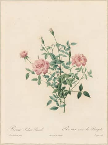 Redouté Roses Pl. 45, Double Miniature Rose