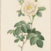Redouté Roses Pl. 46, Semi-double White Rose