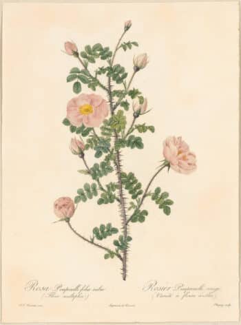 Redouté Roses Pl. 47, Burnet Rose "Double Pink Scotch Briar"