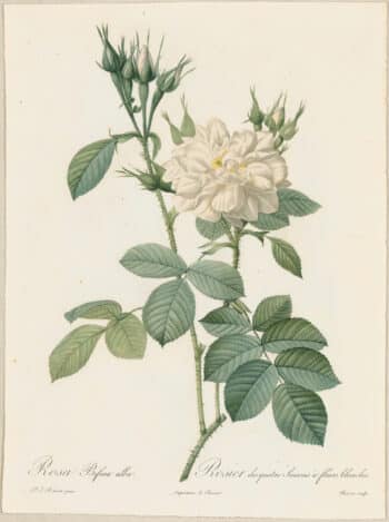 Redouté Roses Pl. 48, White variety of Autumn Damask Rose