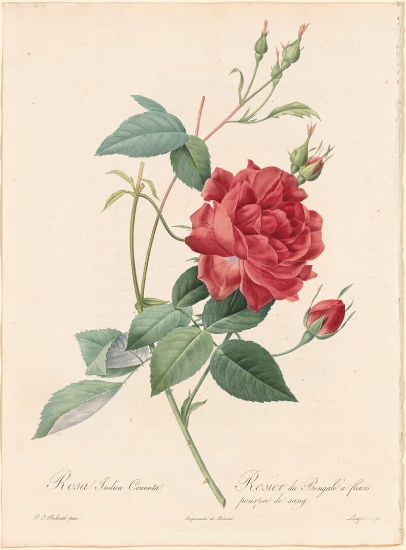 Redouté Roses Pl. 49, Monthly Rose