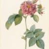 Redouté Roses Pl. 51, "Empress Josephine"