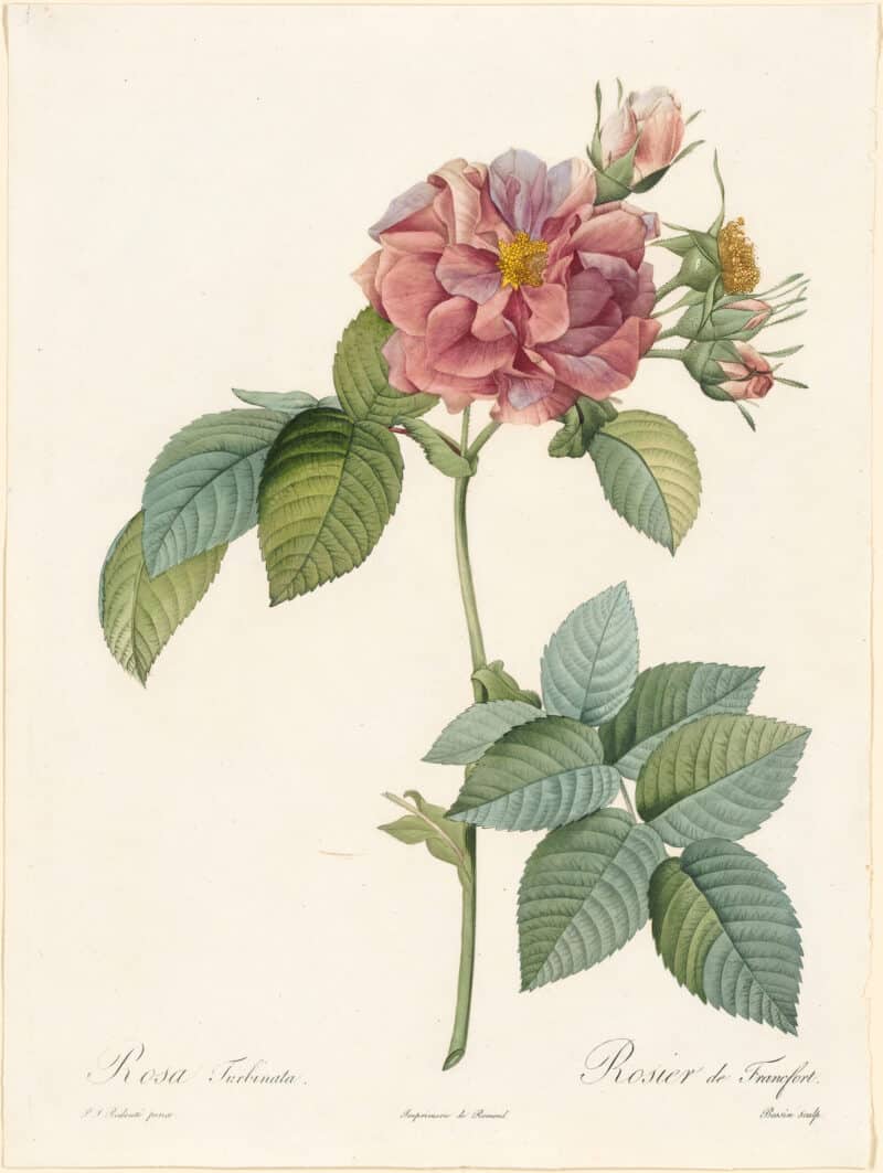 Redouté Roses Pl. 51, "Empress Josephine"