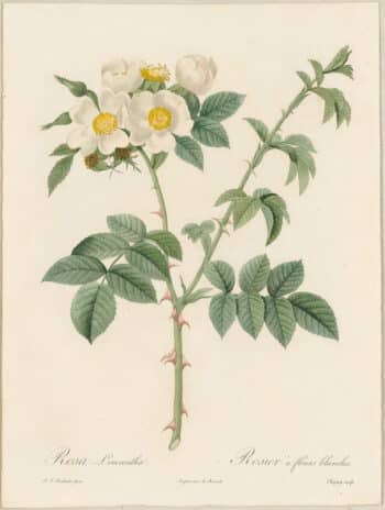 Redouté Roses Pl. 52, Leucanth Rose