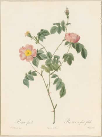 Redouté Roses Pl. 53, Foul-fruited variety of Tomentose Rose