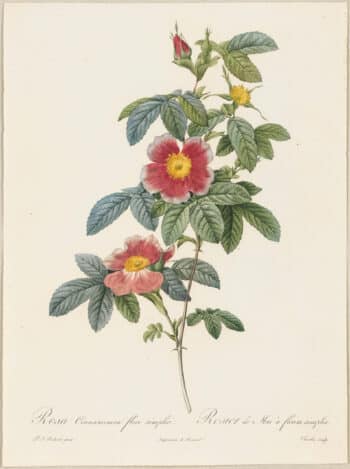 Redouté Roses Pl. 54, May Rose