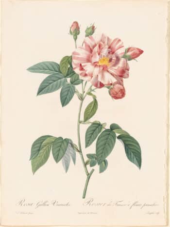 Redouté Roses Pl. 55, French Rose "Versicolor"