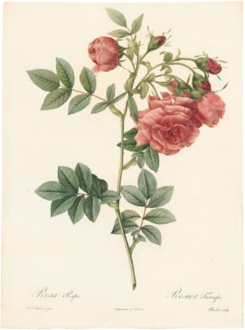 Redouté Roses Pl. 58, Rose d' Amour