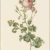 Redouté Roses Pl. 60, Celery-leaved var. of Cabbage Rose