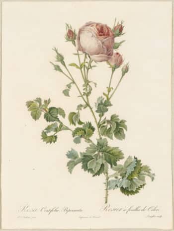 Redouté Roses Pl. 60, Celery-leaved var. of Cabbage Rose