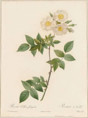 Redouté Roses Pl. 61, Collins Rose