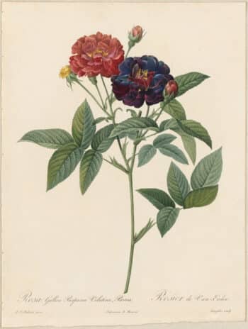 Redouté Roses Pl. 63, Variety of French Rose "Tuscany"