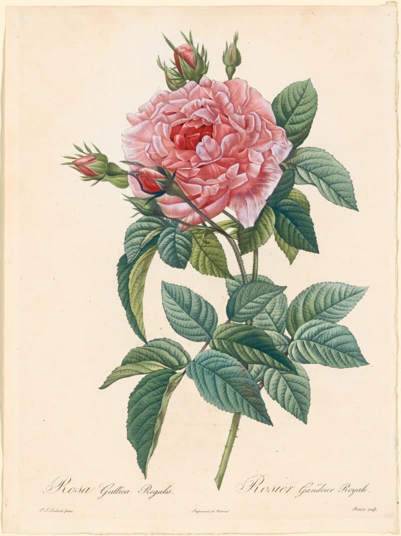 Redouté Roses Pl. 64, Provins Royal