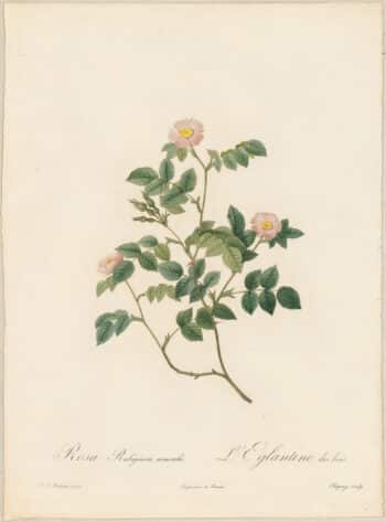 Redouté Roses Pl. 66, Small flowered Eglantine