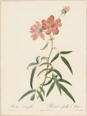 Redouté Roses Pl. 68, China Rose "Longifolia"