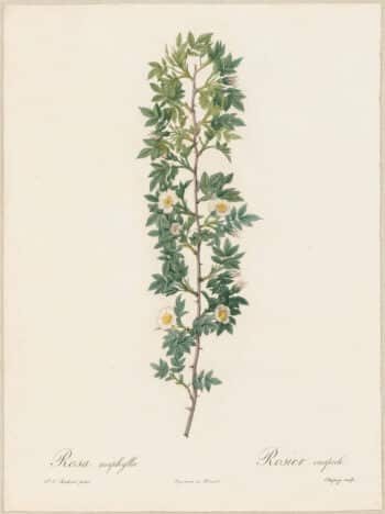 Redouté Roses Pl. 70, Needle-leaved Dog Rose