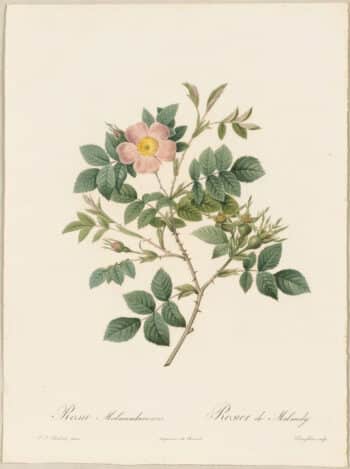Redouté Roses Pl. 71, Malmedy Rose