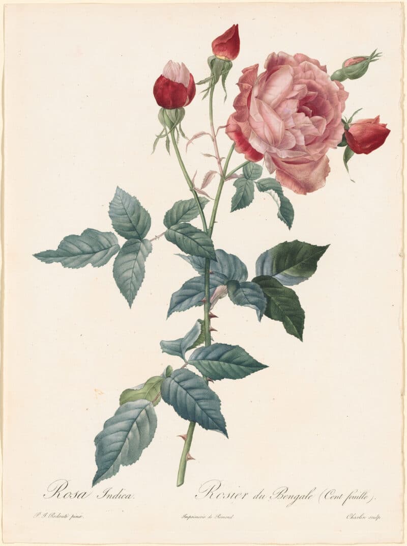 Redouté Roses Pl. 72, China Rose