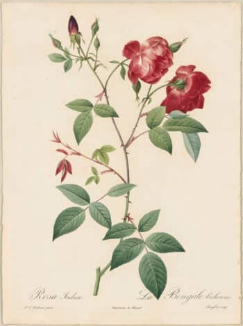 Redouté Roses Pl. 73, Double variety of China Rose