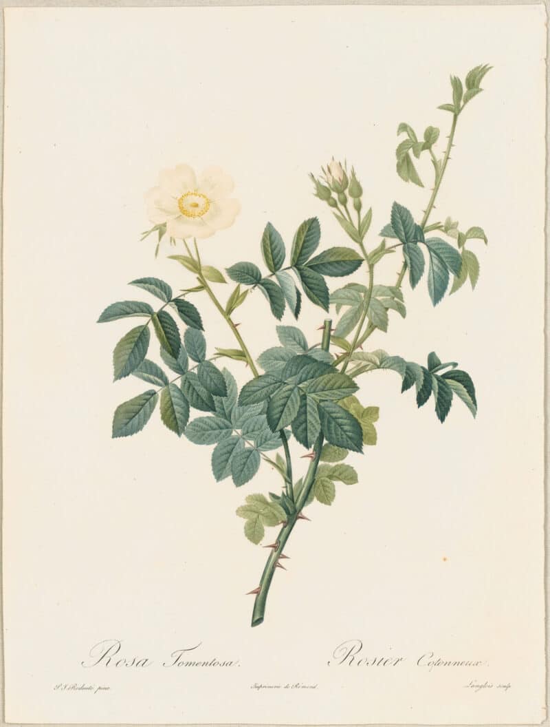 Redouté Roses Pl. 74, Tomentose Rose