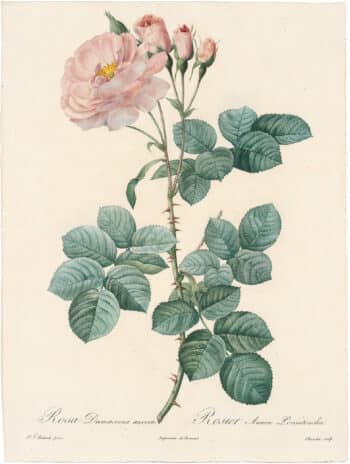 Redouté Roses Pl. 75, White Rose "Celestial"