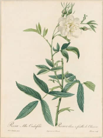 Redouté Roses Pl. 78, White Rose "A feuilles de Chanvre"