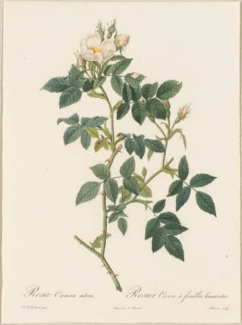 Redouté Roses Pl. 80, Variety of Dog Rose