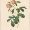 Redouté Roses Pl. 82, Stiped variety of Hudson Bay Rose