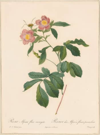 Redouté Roses Pl. 82, Stiped variety of Hudson Bay Rose