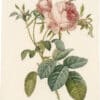 Redouté Roses Pl. 84, Variety of Cabbage Rose