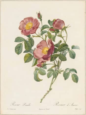 Redouté Roses Pl. 86, Creeping French Rose